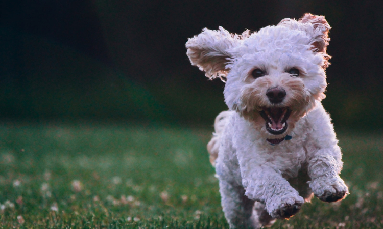 dog walking tools