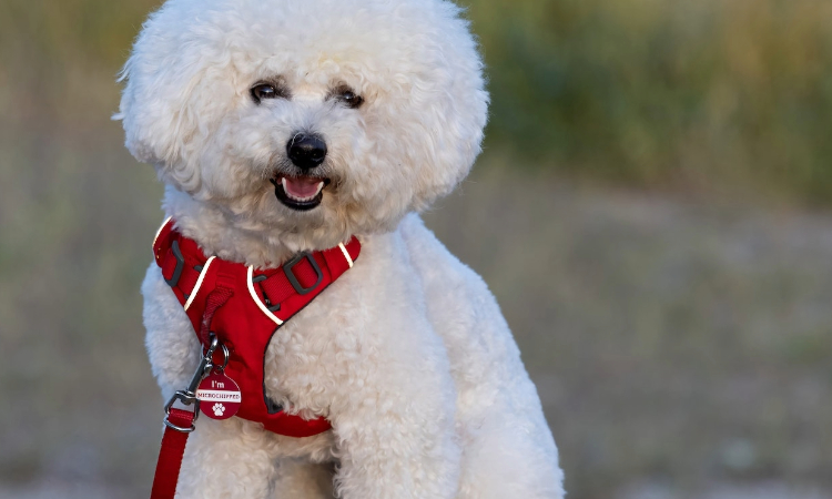 tools for the dog walking industry