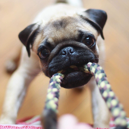 best dog walking tools