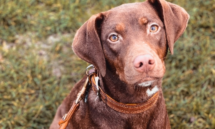 tools for dog walkers