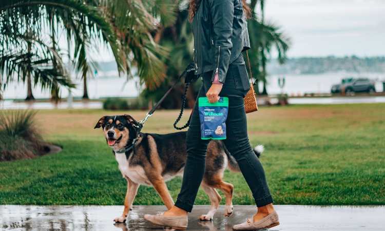 dog walker tools