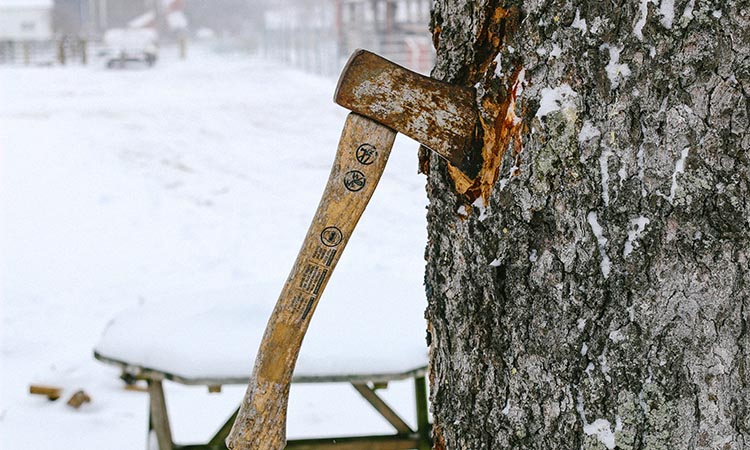 tree arborist tools