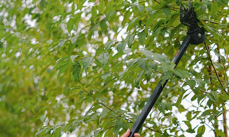tools for tree arborists